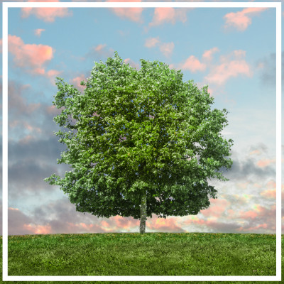 Ecology